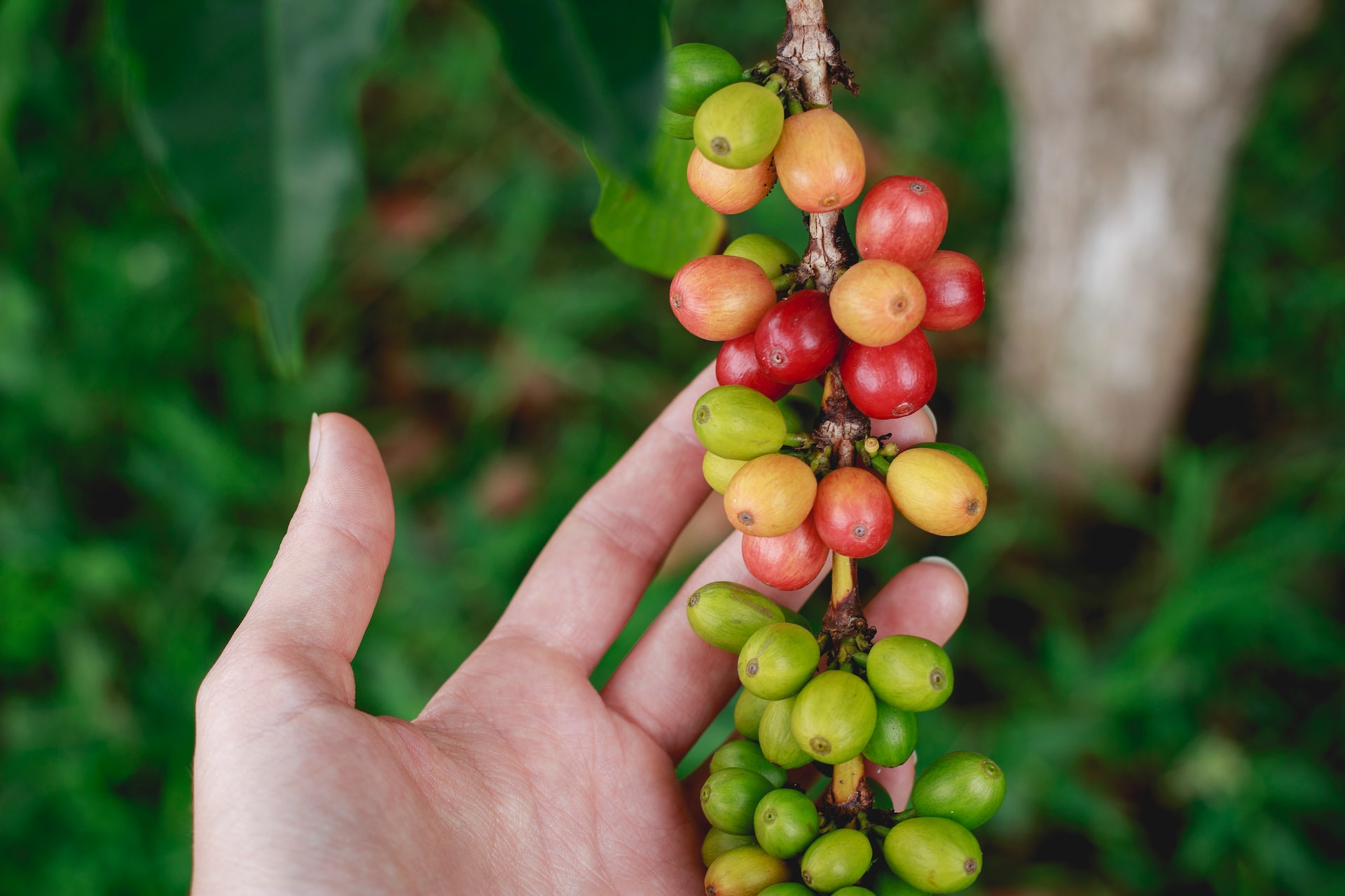 Coffee cherries